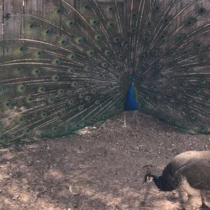 Meet your Posher, Leroy